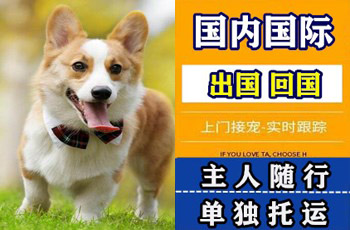 铜川市宠物托运公司铜川市宠物托运公司铜川市宠物托运公司