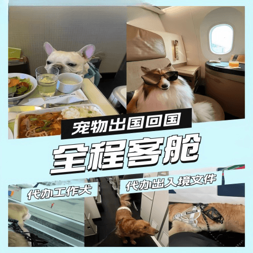 铜川市宠物托运到白俄罗斯宠物入境规定和要求